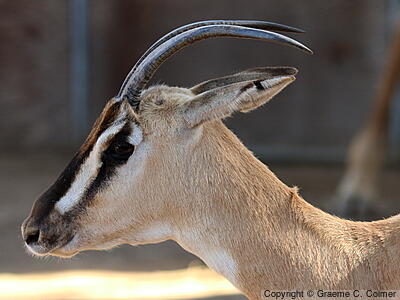 Speke's Gazelle (Gazella spekei) - Adult