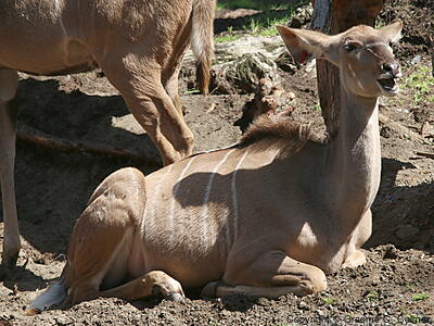 Greater Kudu (Tragelaphus strepsiceros) - Adult