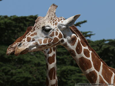 Reticulated Giraffe (Giraffa reticulata) - Adult