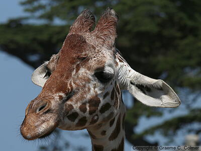 Reticulated Giraffe (Giraffa reticulata) - Adult
