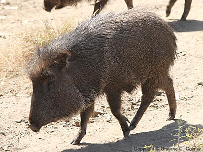 Chacoan Peccary (Catagonus wagneri) - Adult