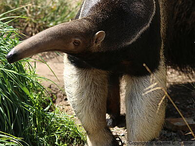 Giant Anteater (Myrmecophaga tridactyla) - Adult