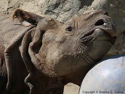 Indian Rhinoceros (Rhinoceros unicornis) - Adult