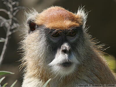 Common Patas Monkey (Erythrocebus patas) - Adult