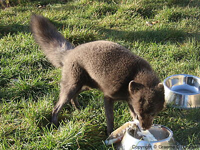 Blue Fox (Vulpes lagopus) - Adult
