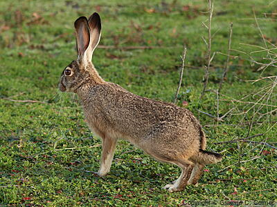 Black-tailed Jack Rabbit (Lepus californicus) - Adult