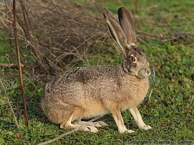 Black-tailed Jack Rabbit (Lepus californicus) - Adult