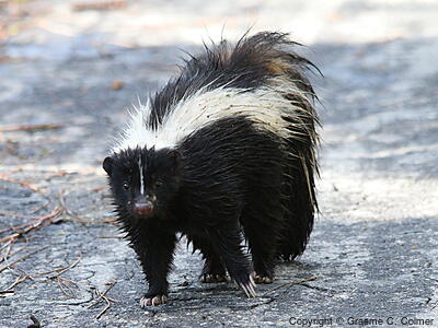 Striped Skunk (Mephitis mephitis) - Adult
