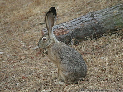 Black-tailed Jack Rabbit (Lepus californicus) - Adult