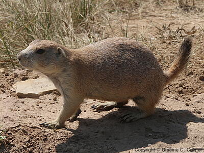 Black-tailed Prairie Dog (Cynomys ludovicianus) - Adult