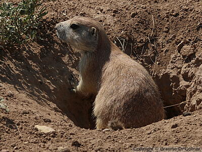 Black-tailed Prairie Dog (Cynomys ludovicianus) - Adult