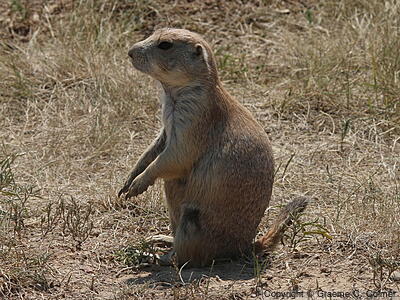 Black-tailed Prairie Dog (Cynomys ludovicianus) - Adult