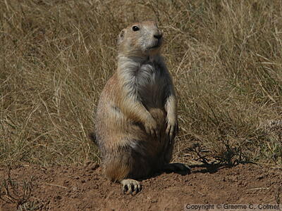 Black-tailed Prairie Dog (Cynomys ludovicianus) - Adult