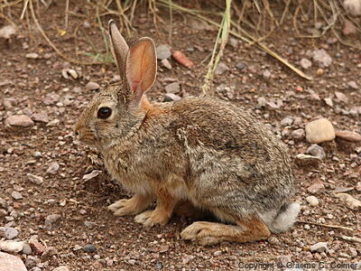 Audubon's Cottontail (Sylvilagus audubonii) - Adult