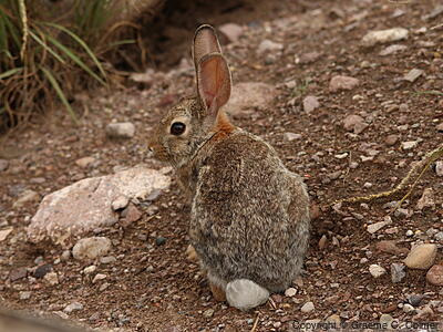 Audubon's Cottontail (Sylvilagus audubonii) - Adult