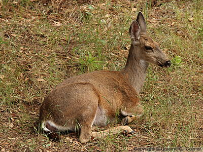Mule Deer (Odocoileus hemionus) - Adult female