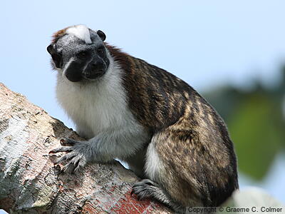 Geoffroy's Tamarin (Saguinus geoffroyi) - Adult
