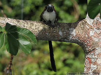 Geoffroy's Tamarin (Saguinus geoffroyi) - Adult
