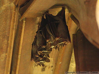 Tent-making Bat (Uroderma bilobatum) - Adult