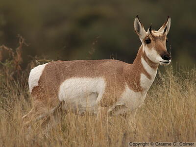 Pronghorn (Antilocapra americana) - Adult (Sonoran)