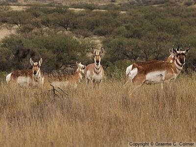 Pronghorn (Antilocapra americana) - Adults (Sonoran)