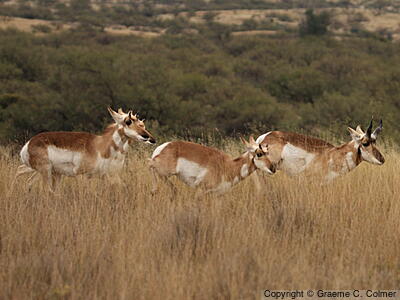 Pronghorn (Antilocapra americana) - Adults (Sonoran)