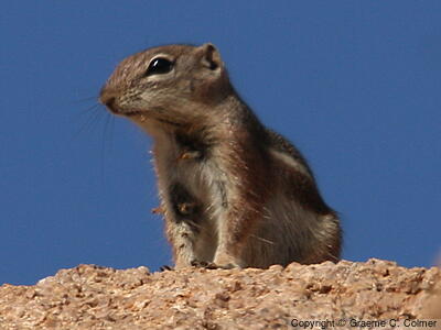 Harris's Antelope Squirrel (Ammospermophilus harrisii) - Adult