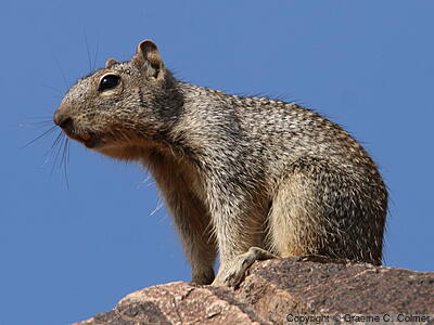 Rock Squirrel (Otospermophilus variegatus) - Adult