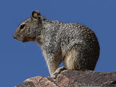 Rock Squirrel (Otospermophilus variegatus) - Adult