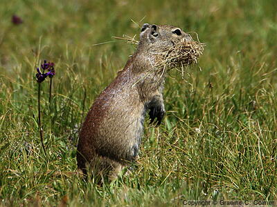 Belding's Ground Squirrel (Urocitellus beldingi) - Adult