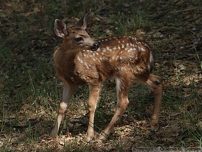 Mule Deer (Odocoileus hemionus) - Juvenile