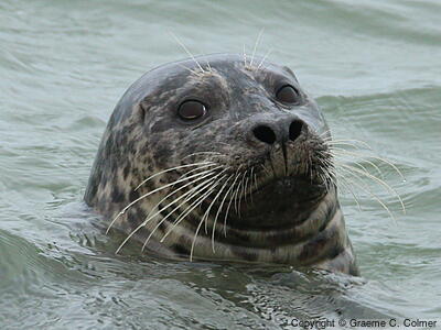 Common Seal (Phoca vitulina) - Adult