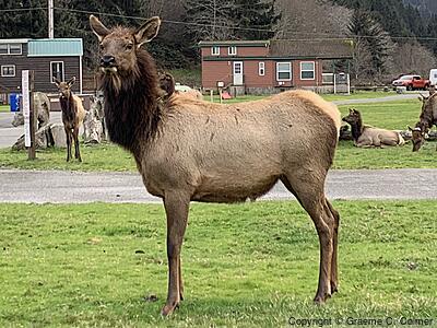 Elk (Cervus canadensis) - Adult female