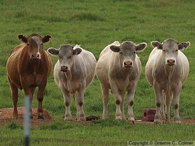 Aurochs (Bos taurus) - Adults