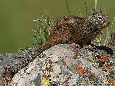 California Ground Squirrel (Otospermophilus beecheyi) - Adult