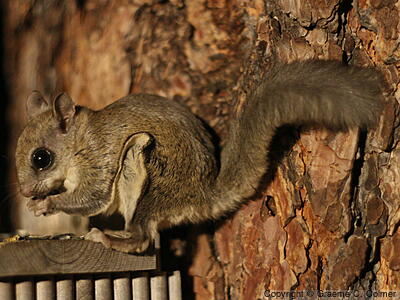 Humboldt's Flying Squirrel (Glaucomys oregonensis) - Adult