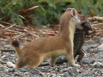 Ermine (Mustela erminea) - Adult