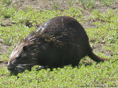 Coypu (Myocastor coypus) - Adult