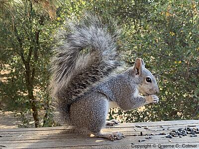 Western Gray Squirrel (Sciurus griseus) - Adult