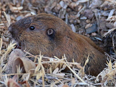 Botta's Pocket Gopher (Thomomys bottae) - Adult