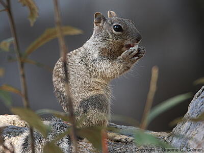 Rock Squirrel (Otospermophilus variegatus) - Adult