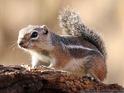 Harris's Antelope Squirrel (Ammospermophilus harrisii) - Adult