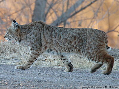 Bobcat (Lynx rufus) - Adult