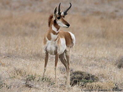 Pronghorn (Antilocapra americana) - Adult male