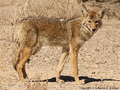 Coyote (Canis latrans) - Adult