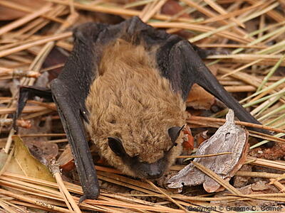 Little Brown Bat (Myotis lucifugus) - Adult
