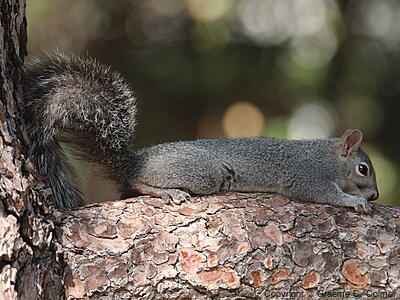 Western Gray Squirrel (Sciurus griseus) - Adult