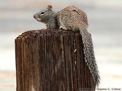 California Ground Squirrel (Otospermophilus beecheyi) - Adult