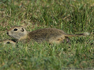 Richardson's Ground Squirrel (Urocitellus richardsonii) - Adult