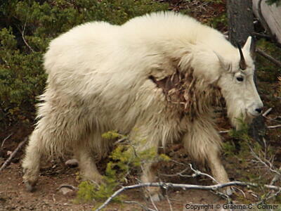 Mountain Goat (Oreamnos americanus) - Adult